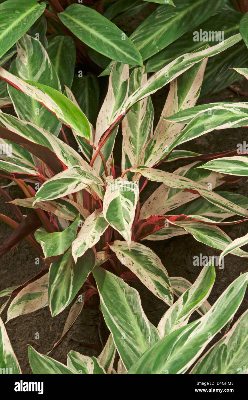 Stromanthe sanguinea multicolor Banque D'Images