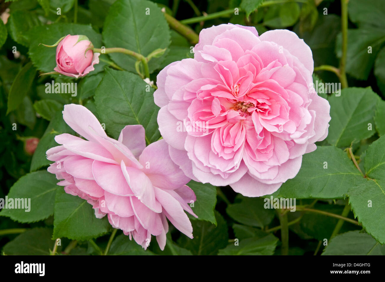 Rosa 'Marion aide'. AUSTOBIAN Français Rose. Nouveau 2010. Banque D'Images