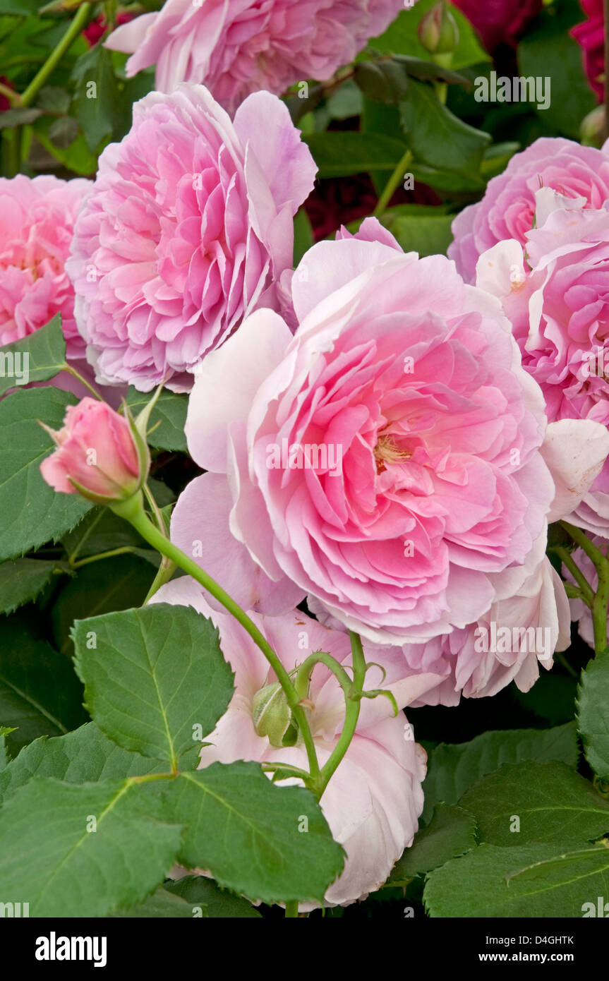 Rosa 'Marion aide'. AUSTOBIAN Français Rose. Nouveau 2010. Banque D'Images