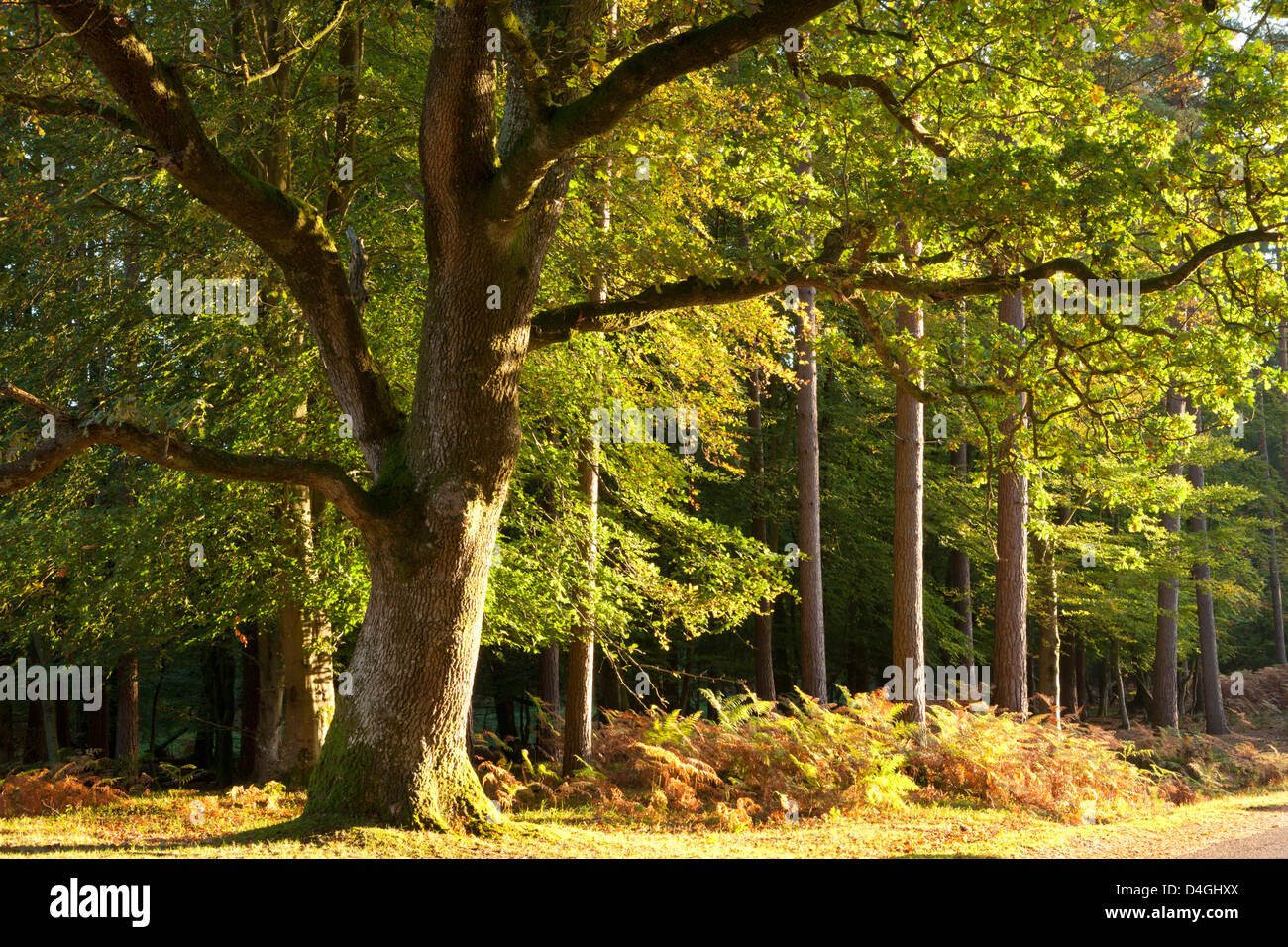 La lumière du soleil du matin illumine le feuillage d'automne dans le parc national New Forest, Hampshire, Angleterre. L'automne (octobre) Banque D'Images