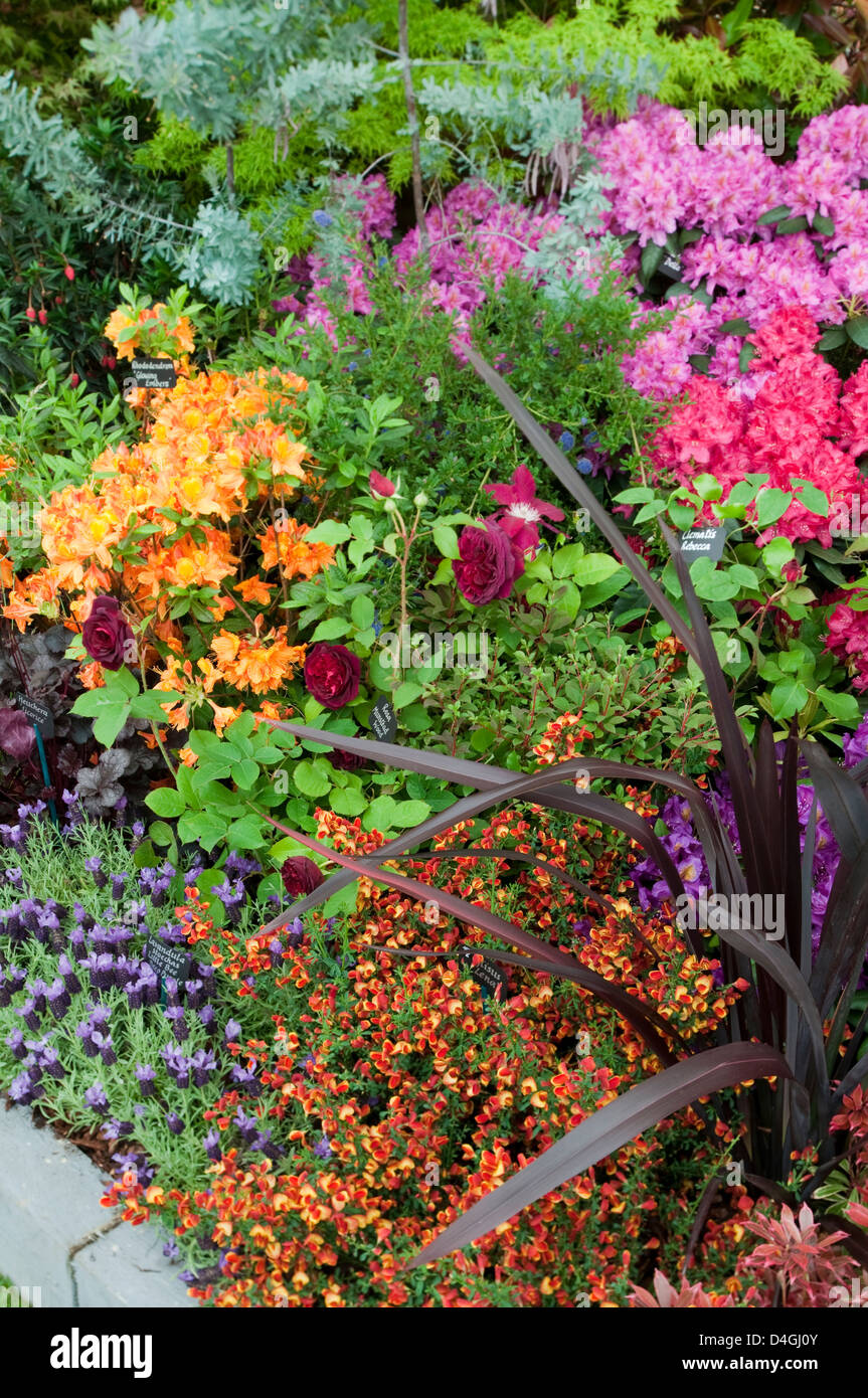 Frontière Printemps Mied cytisus phormium ; lavendula rose rhododendrons Hillier & Sons à RHS Chelsea show 2010 merci de crédit. Banque D'Images