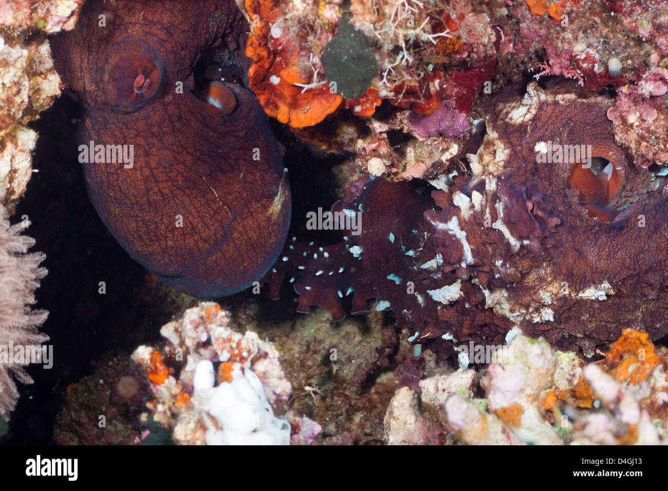 L'homme jour poulpe, Octopus cyanea, sur la droite, passe le sperme à la femelle, Tubbatah Reef, Philippines. Banque D'Images