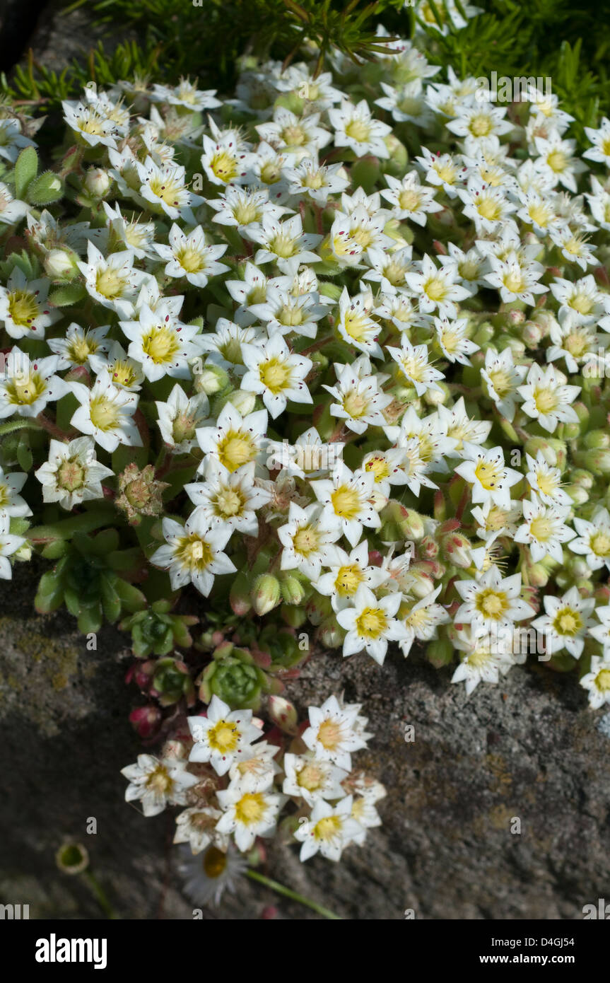 Rosularia sedoides 'Alba'. Banque D'Images