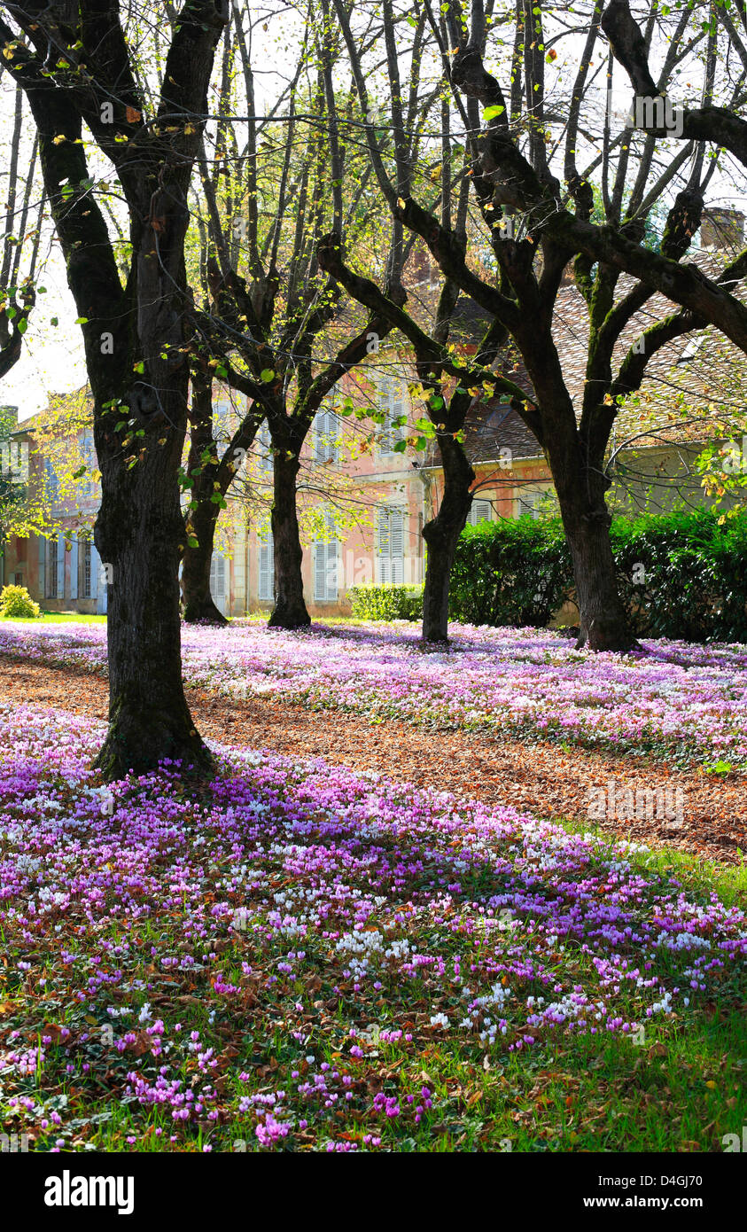 Cyclamen Hederifolium - un tapis de fleurs dans un jardin à la française. Banque D'Images