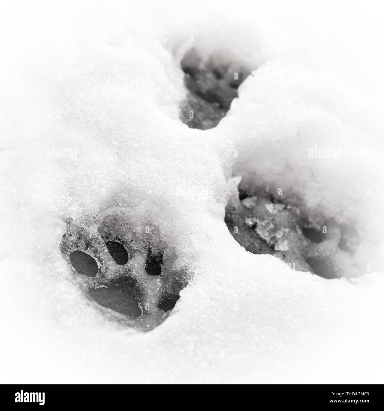 Une Empreinte De Patte Feline Dans La Neige Photo Stock Alamy Une Empreinte De Patte Feline Dans La Neige Photo Stock Alamy