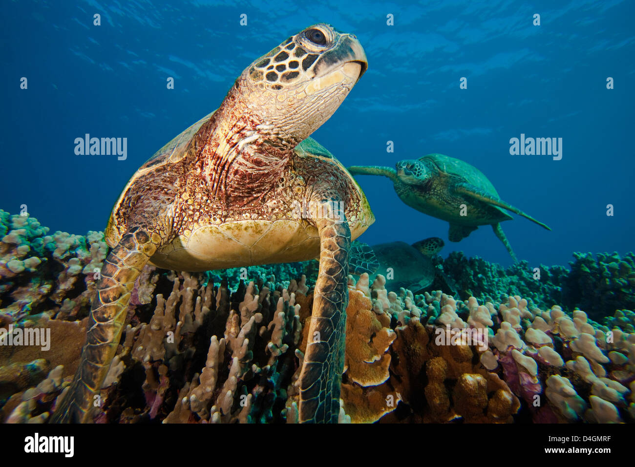 Tortue verte, Chelonia mydas, une espèce en voie de disparition. Hawaii. Banque D'Images