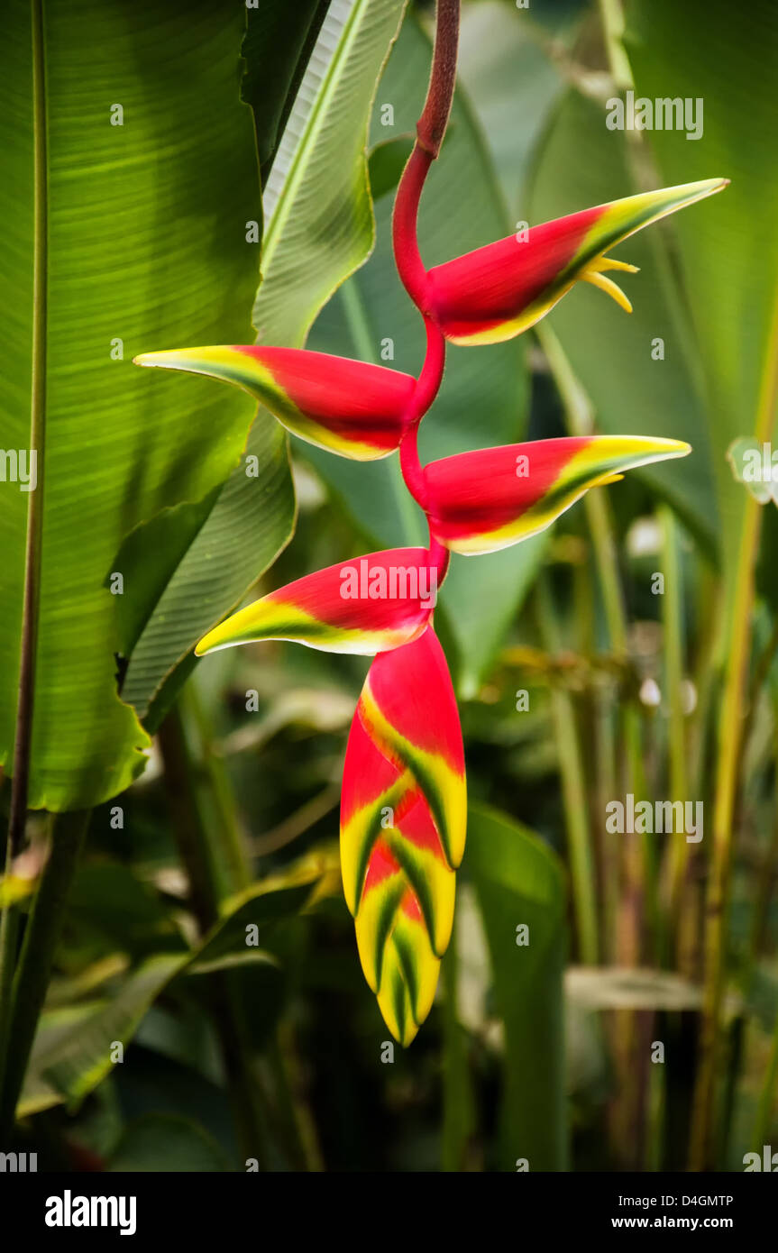 Une fleur heliconia rouge dans une forêt en Colombie. Banque D'Images Une fleur heliconia rouge dans une forêt en Colombie. Banque D'Images