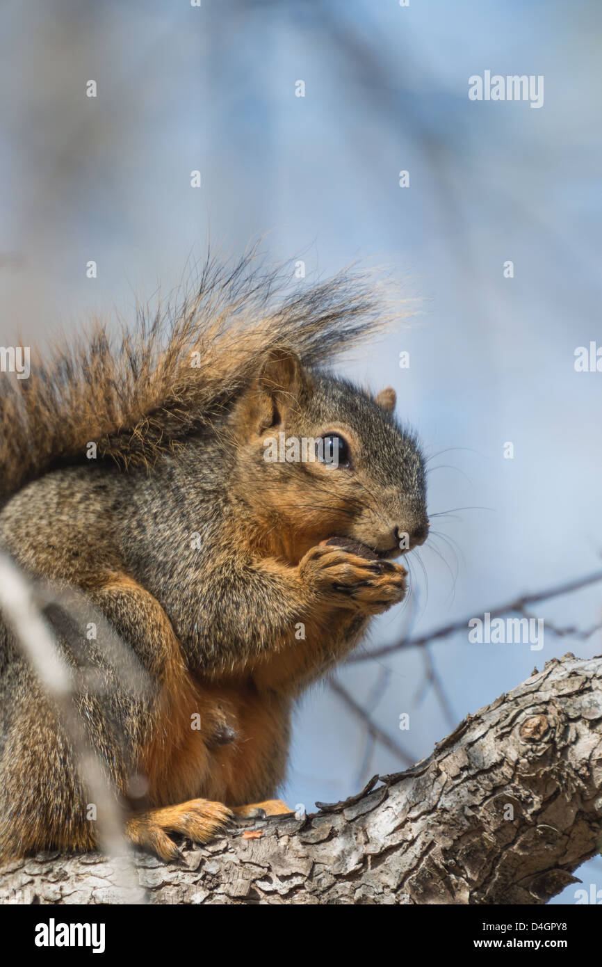 Fox Squirrel manger une noix dans un arbre Banque D'Images