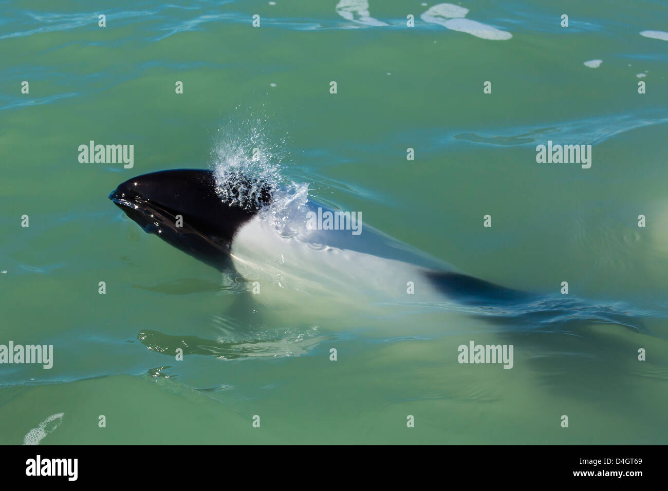 Les dauphins de Commerson adultes, Rio Deseado, Puerto Deseado, Santa Cruz, en Patagonie, Argentine, Amérique du Sud Banque D'Images