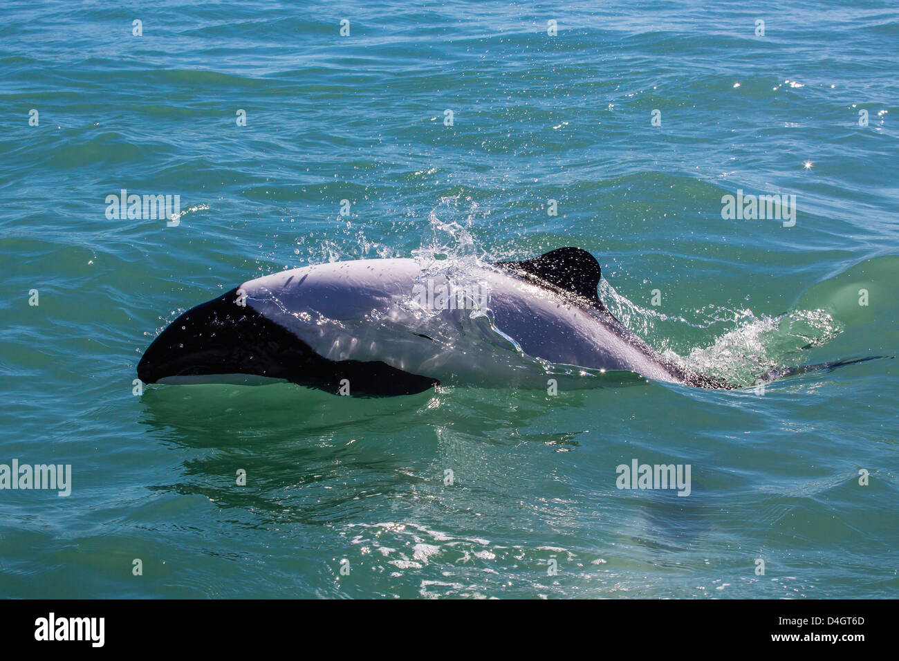 Les dauphins de Commerson adultes, Rio Deseado, Puerto Deseado, Santa Cruz, en Patagonie, Argentine, Amérique du Sud Banque D'Images