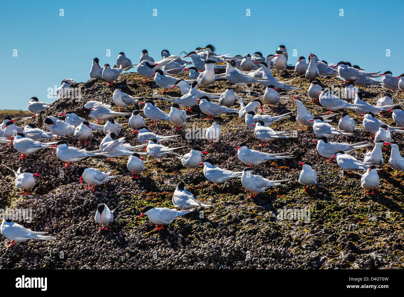 Les sternes de l'Amérique du Sud (Sterna hirundinacea) près de Rio Deseado, Puerto Deseado, Santa Cruz, en Patagonie, Argentine, Amérique du Sud Banque D'Images