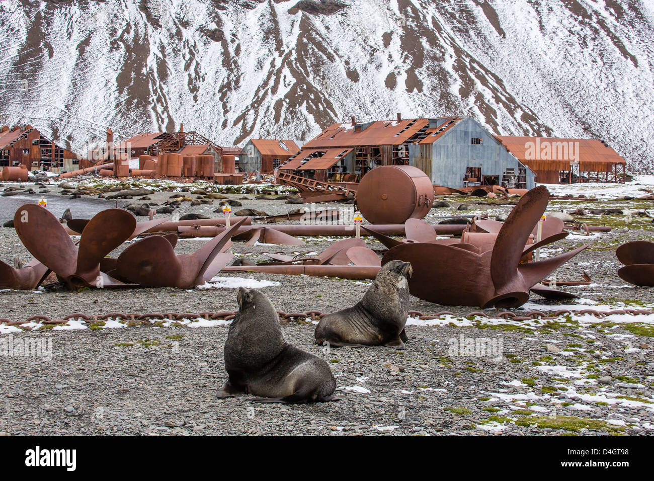 Fourrure de l'Antarctique parmi les vestiges de l'abandonné Stromness Station baleinière, South Georgia Island, régions polaires Banque D'Images