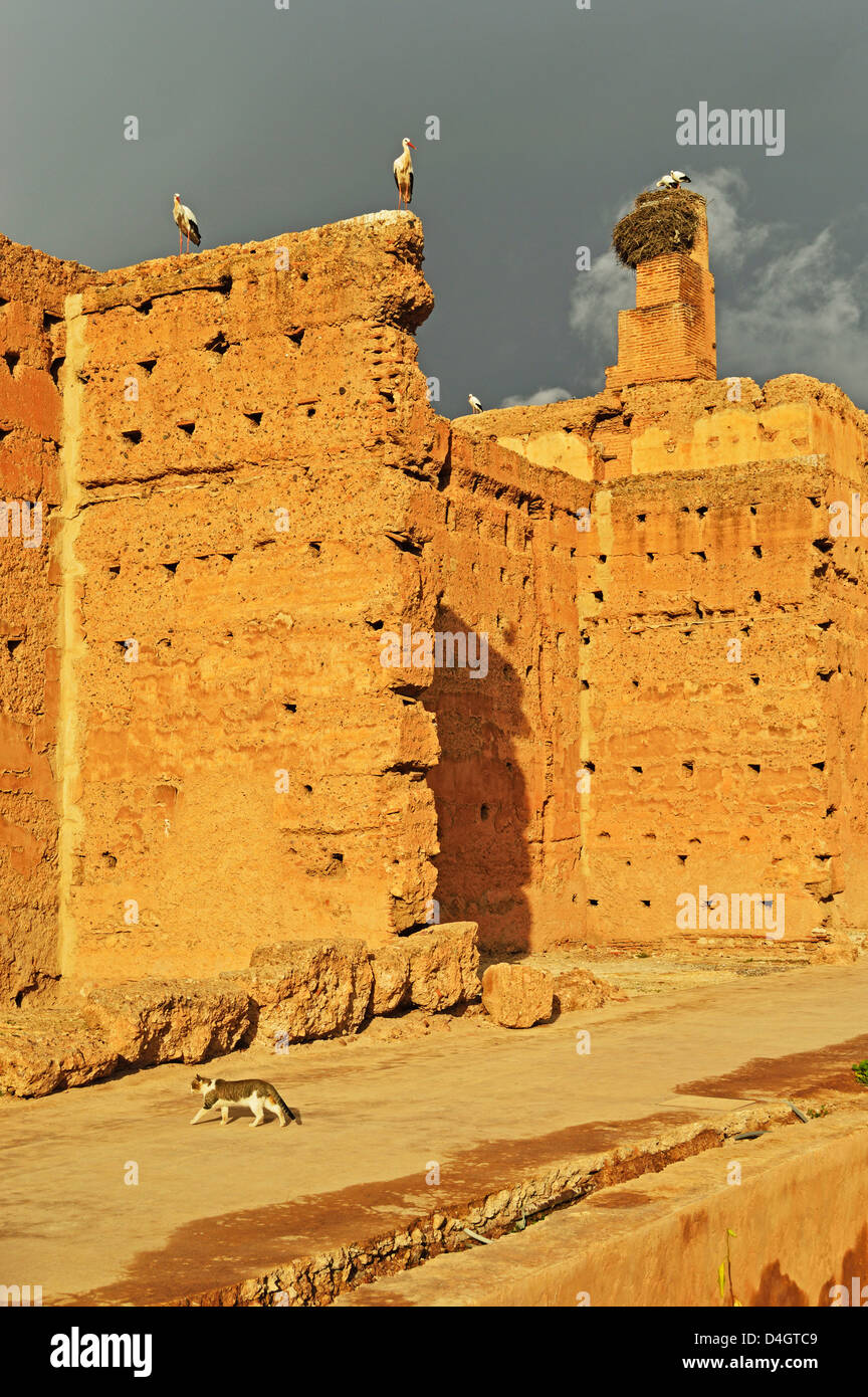 Cigognes blanches, Palais Badi (Palais El Badi), Medina, Marrakech, Maroc, Afrique du Nord Banque D'Images
