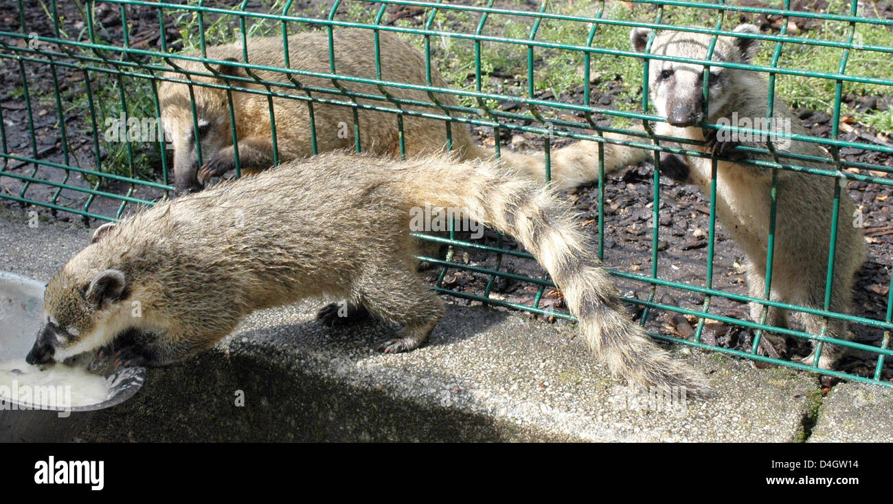 Jeune coati-mundis vu à "Tierpark zoo Gettorf' dans Gettdorf, Allemagne, le 8 juillet 2008. Le zoo's coati-mundi éclate régulièrement la progéniture de son boîtier, mais revient dès que mère appelle. Photo : HORST PFEIFFER Banque D'Images