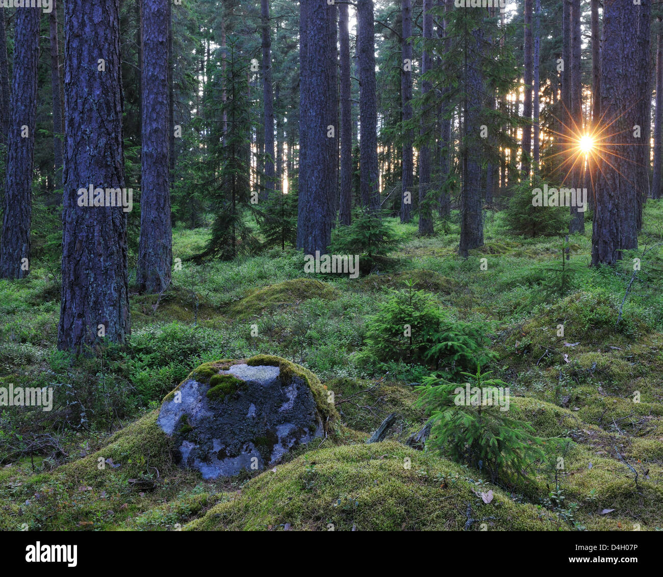 La lumière du soleil à travers la forêt Värmland, Suède, Europe Banque D'Images