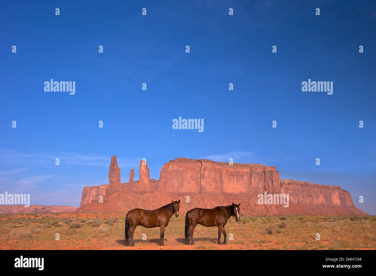 Deux chevaux Navajo, Monument Valley Navajo Tribal Park, Utah, USA Banque D'Images