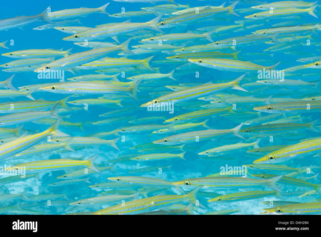 Sous l'eau, le sud de la Thaïlande, de l'Océan Indien, la mer d'Andaman Banque D'Images