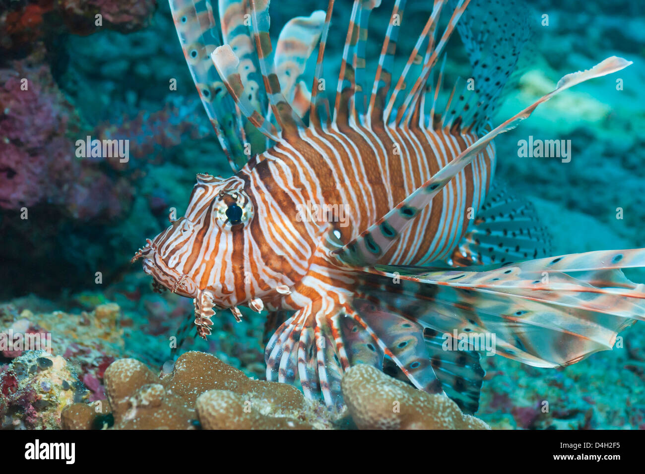Scorpionfish (poisson-papillon commun) (Pterois miles), le sud de la Thaïlande, de l'Océan Indien, la mer d'Andaman Banque D'Images