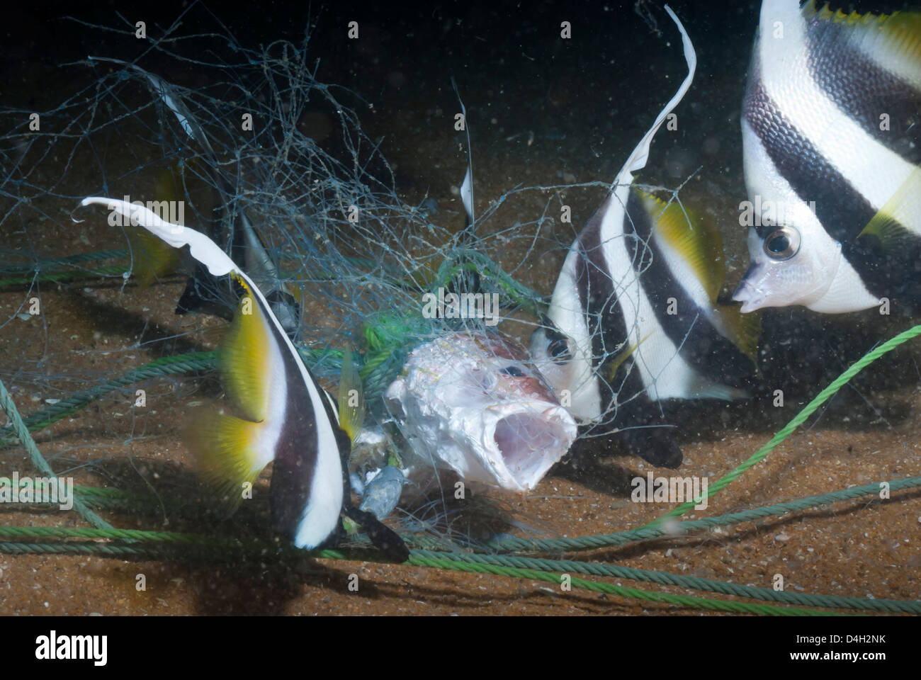 L'idole des maures (Zanclus Ccornutus) capturés dans des filets de pêche, le sud de la Thaïlande, la mer d'Andaman, l'Océan Indien, en Asie du sud-est Banque D'Images L'idole des maures (Zanclus Ccornutus) capturés dans des filets de pêche, le sud de la Thaïlande, la mer d'Andaman, l'Océan Indien, en Asie du sud-est Banque D'Images