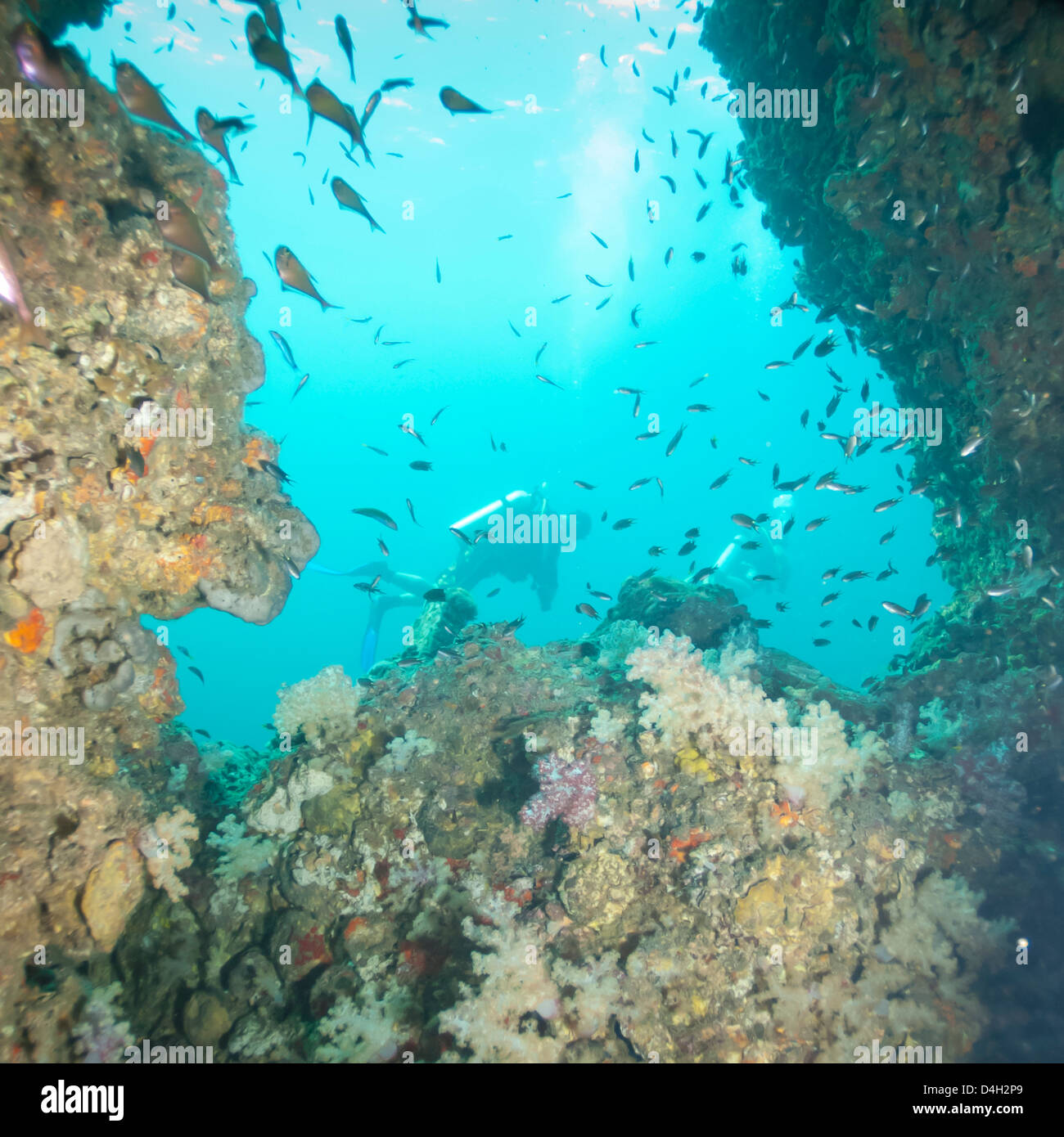 Plongée sous-marine, le sud de la Thaïlande, la mer d'Andaman, l'Océan Indien, en Asie du sud-est Banque D'Images