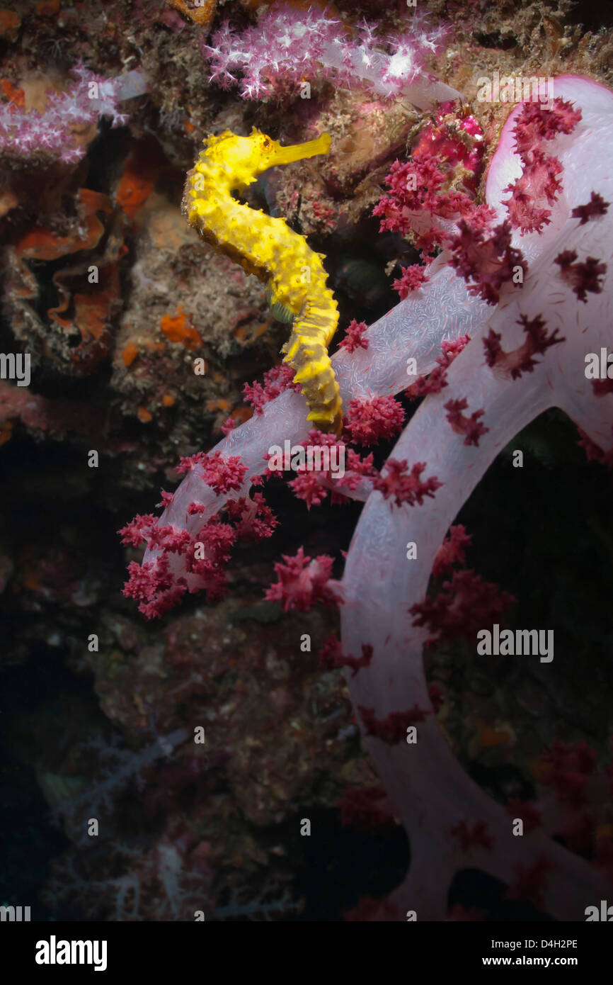 Question épineuse" (Hippocampus hystrix), le sud de la Thaïlande, la mer d'Andaman, l'Océan Indien, en Asie du sud-est Banque D'Images