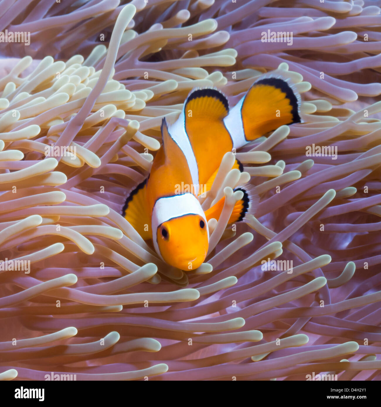Poisson clown clown de l'ouest et le Sud de la Thaïlande, de l'anémone de mer, la mer d'Andaman, l'Océan Indien, en Asie du sud-est Banque D'Images