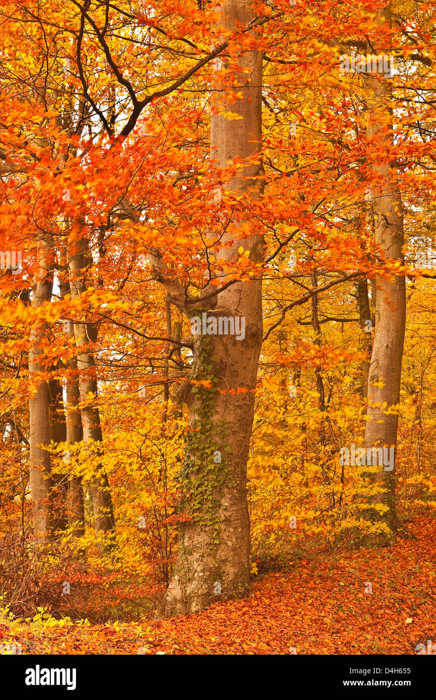 Couleurs d'automne dans les arbres près de Turkdean dans les Cotswolds, Gloucestershire, England, UK Banque D'Images