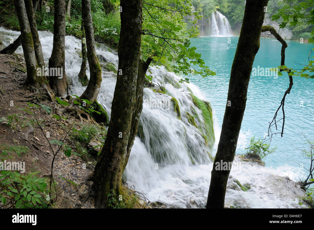 Sycomores) et cascades Lac Milanovac fringe, le parc national des Lacs de Plitvice, classé au Patrimoine Mondial de l'UNESCO, la Croatie Banque D'Images
