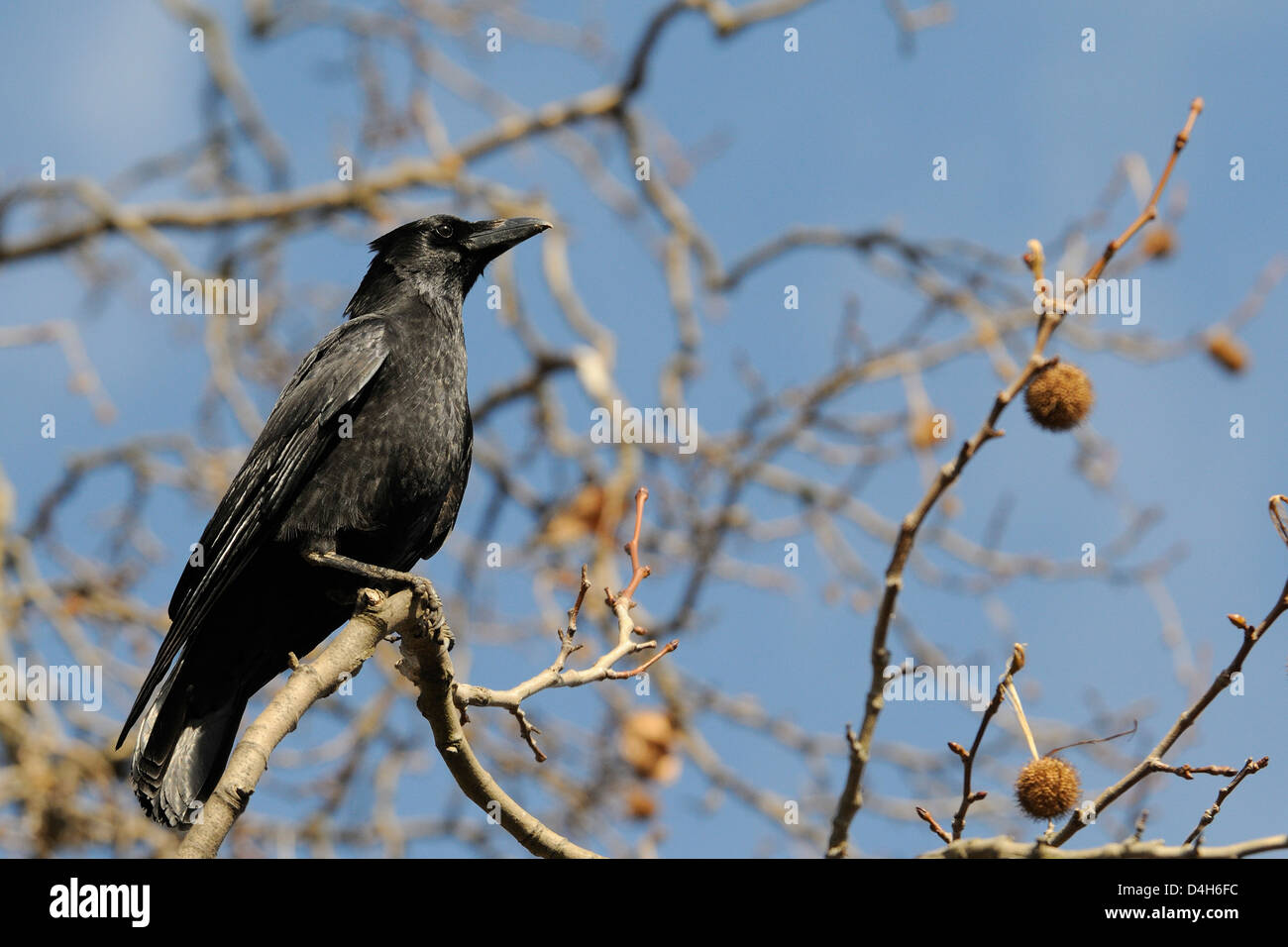 Corneille noire (Corvus corone) perché sur une branche du platane de Londres (Platanus x hispanica), Regents Park, London, England, UK Banque D'Images