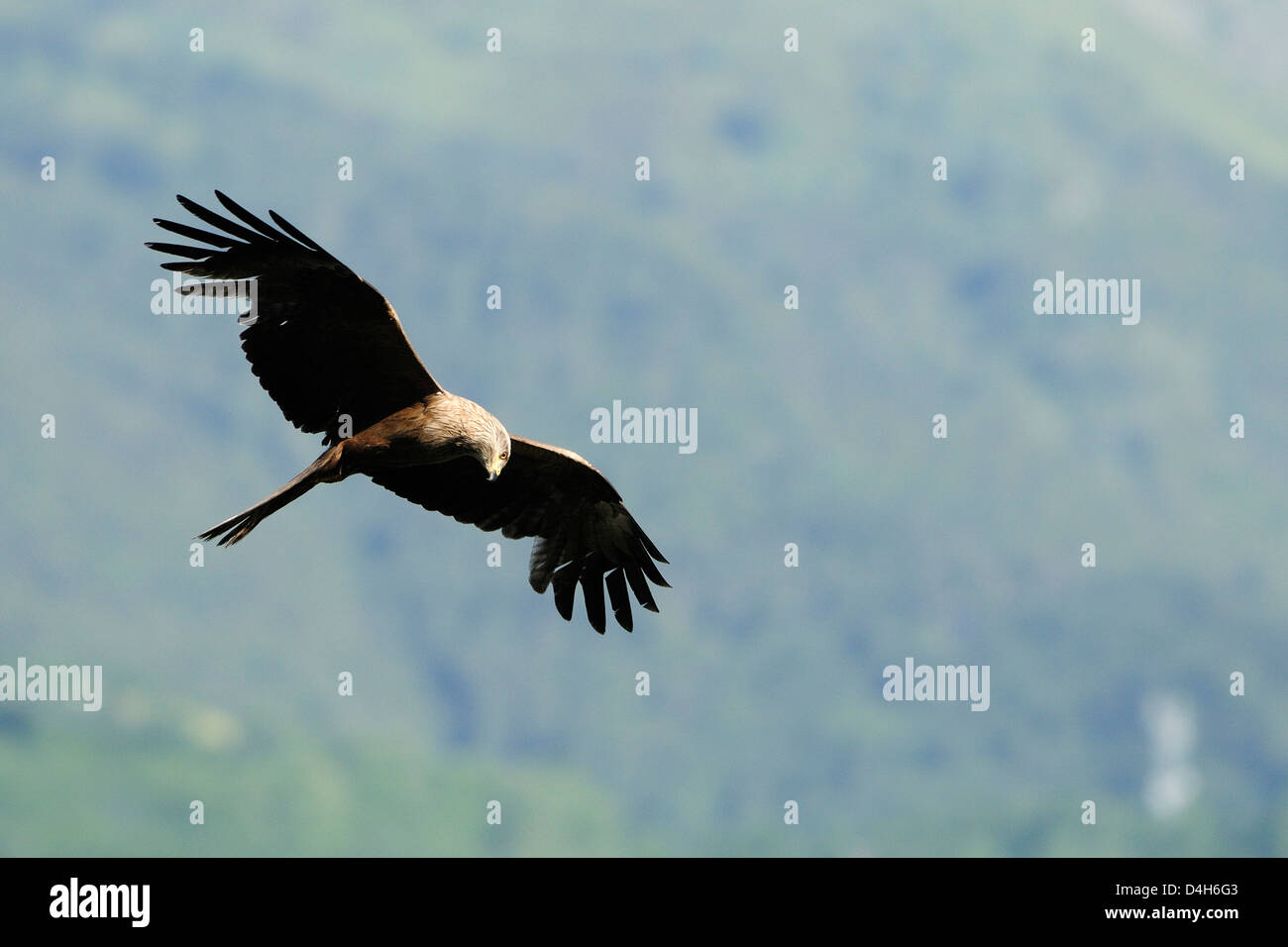 Milan noir (Milvus migrans) dans la chasse au vol de passereaux, Luz Saint Sauveur, Haute-Pyrenees, France Banque D'Images