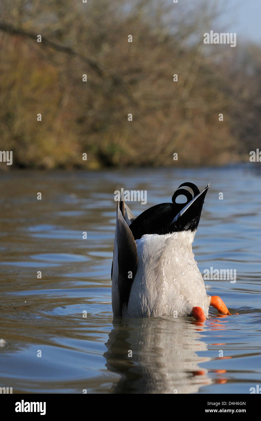 Drake mallard (Anas platyrhynchos) suspendu de canards pour l'alimentation dans le lac, Wiltshire, England, UK Banque D'Images