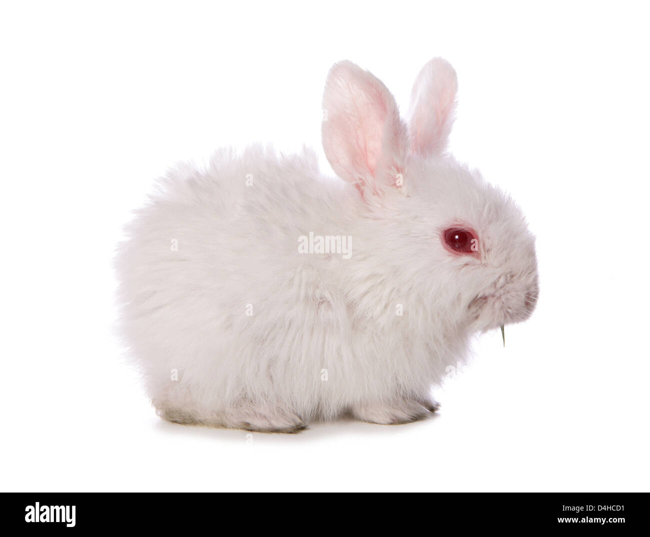 Seul 4 semaine bébé lapin découpe studio Banque D'Images