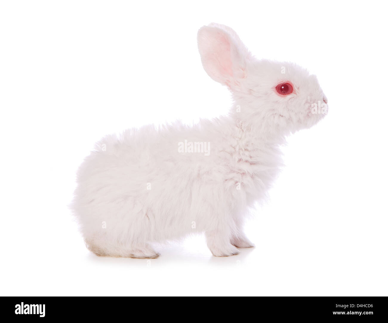 Seul 4 semaine bébé lapin découpe studio Banque D'Images