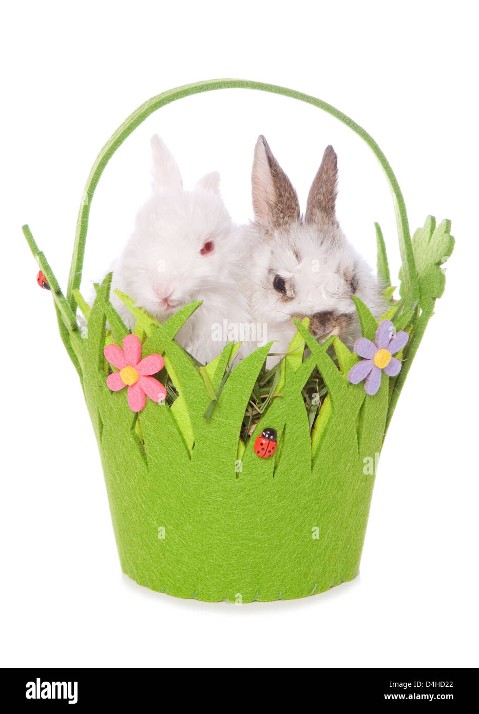 Bébés lapins de printemps dans un panier découpe studio Banque D'Images