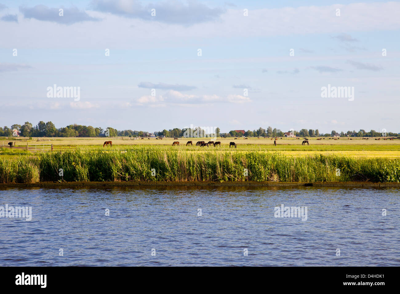 Paysage hollandais avec de l'eau, l'herbe et les chevaux Banque D'Images