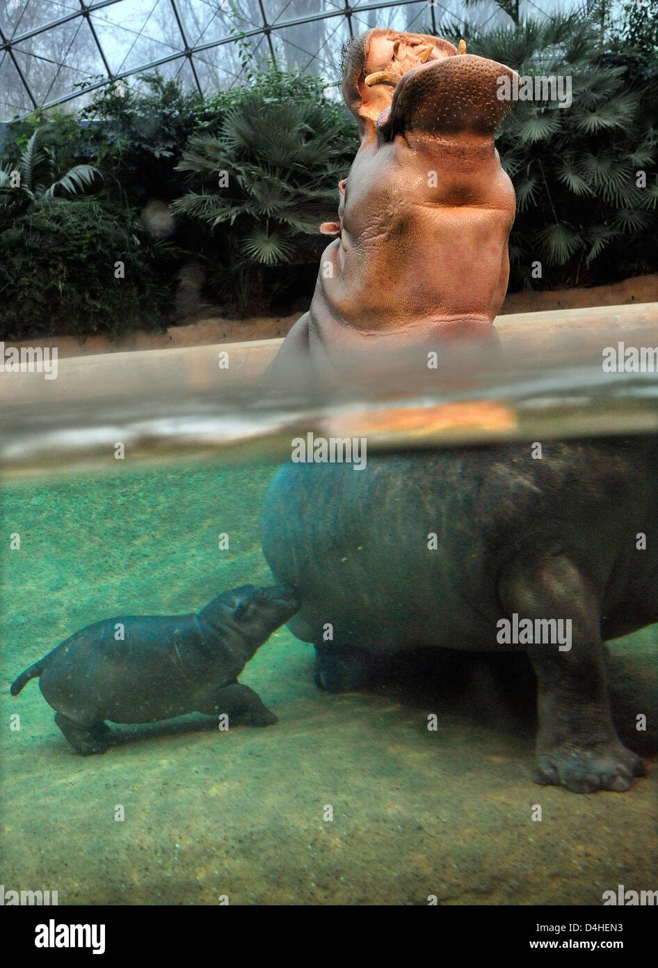 Pourtant Le Bebe Hippopotame Sans Nom L Se Deplace Avec Sa Mere Kathi R Dans Le