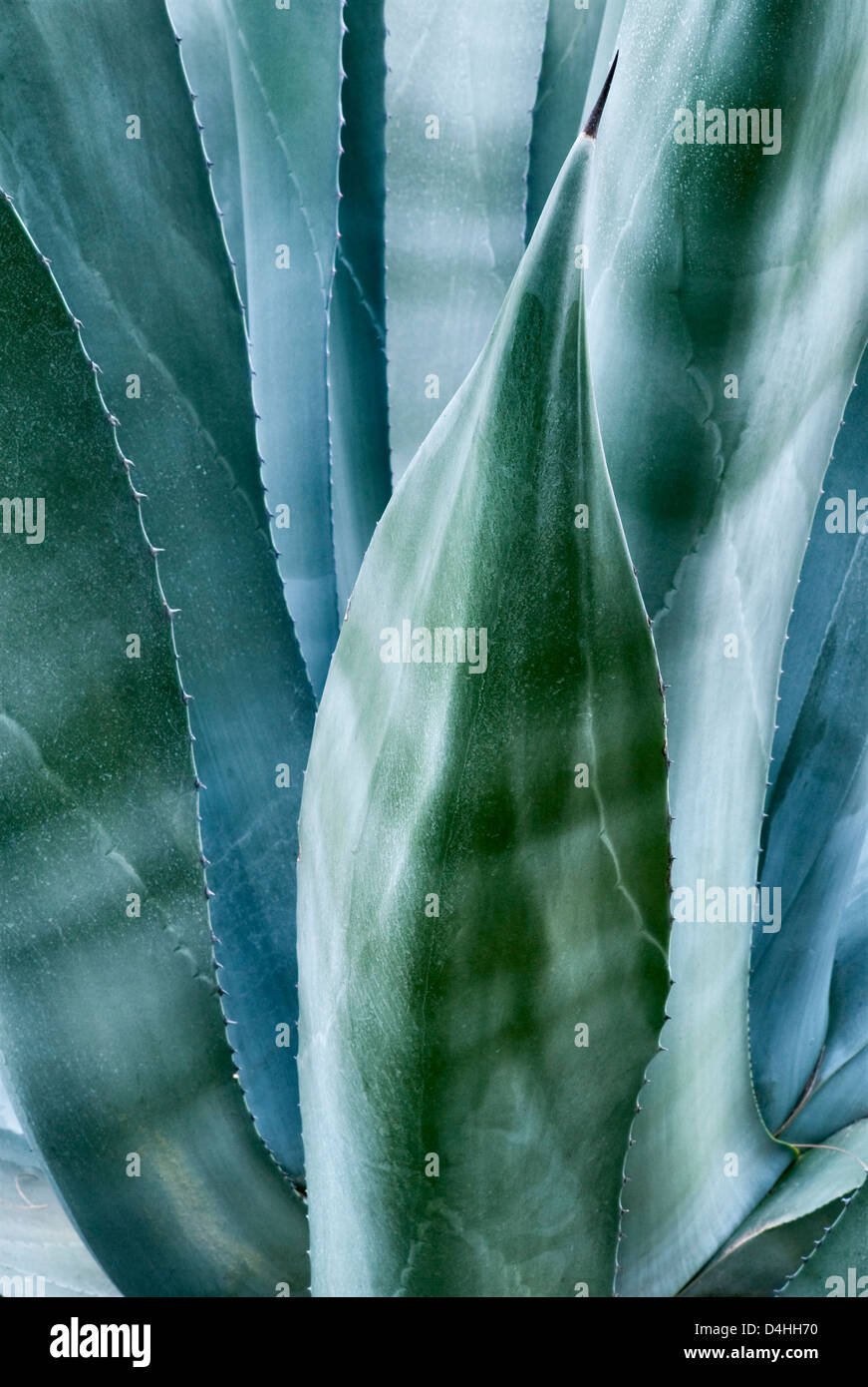 Un gros plan de la feuille épineuse d'une agave (agave ferox) dans un jardin en Sicile, Italie Banque D'Images