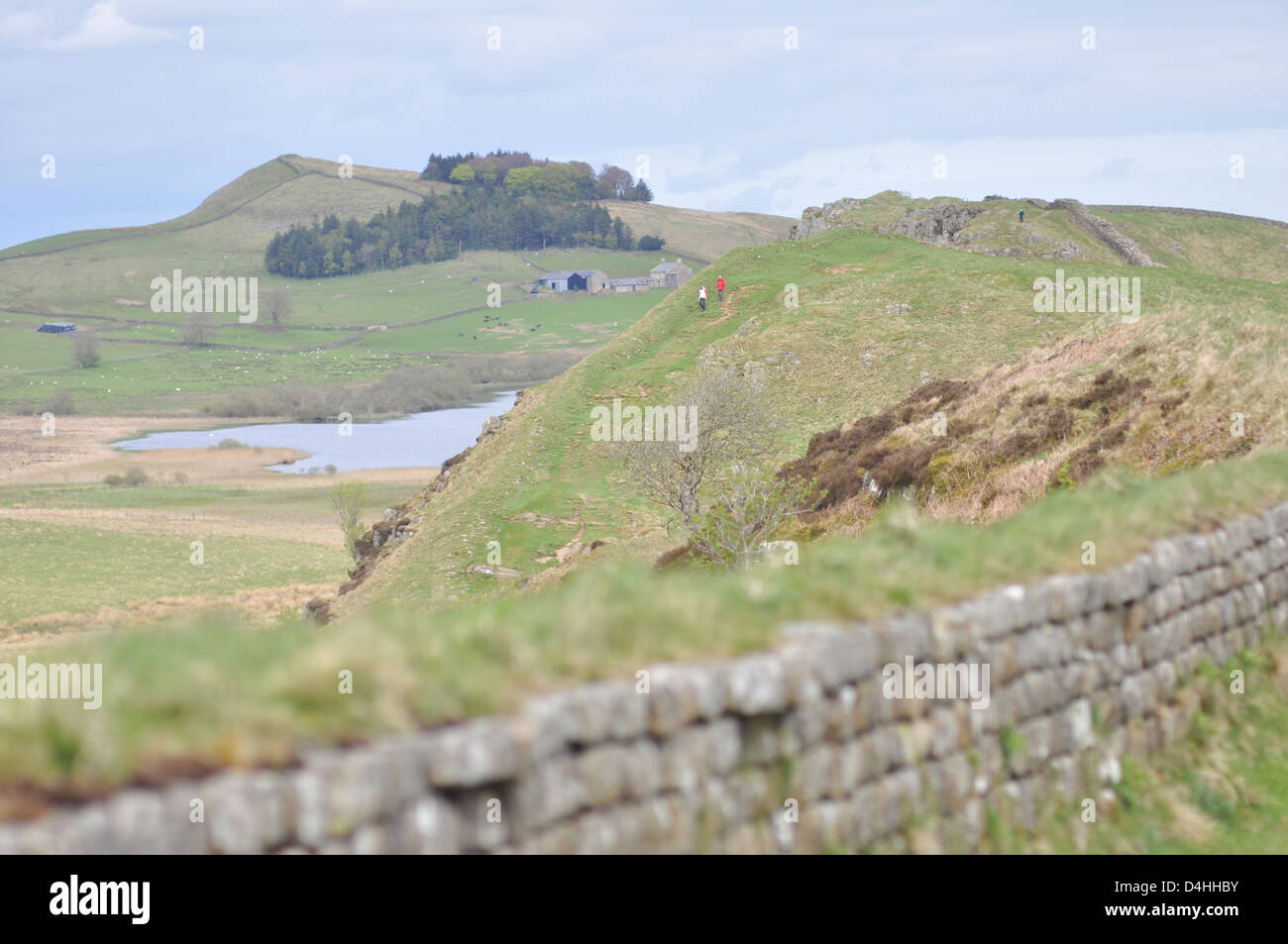 Mur d'Hadrien, à l'acier Rigg, Parc National de Northumberland, en Angleterre. Banque D'Images