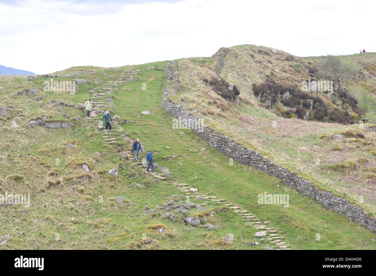 Mur d'Hadrien, à l'acier Rigg, Parc National de Northumberland, en Angleterre. Banque D'Images