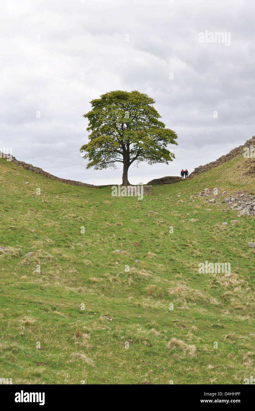 Mur d'Hadrien, à l'acier Rigg, Parc National de Northumberland, en Angleterre. Banque D'Images