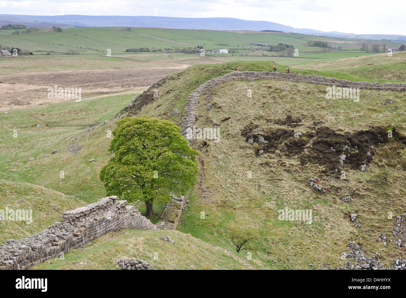 Mur d'Hadrien, à l'acier Rigg, Parc National de Northumberland, en Angleterre. Banque D'Images