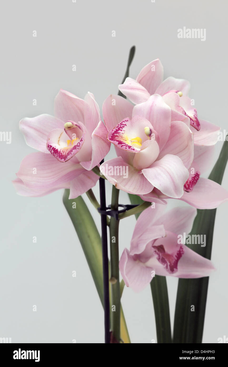Orchidée Cymbidium rose en fleur Banque D'Images