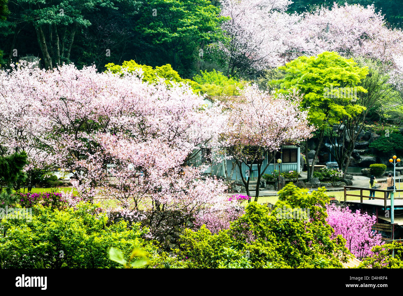 Sakura nice place pour adv ou autres fins utiliser Banque D'Images