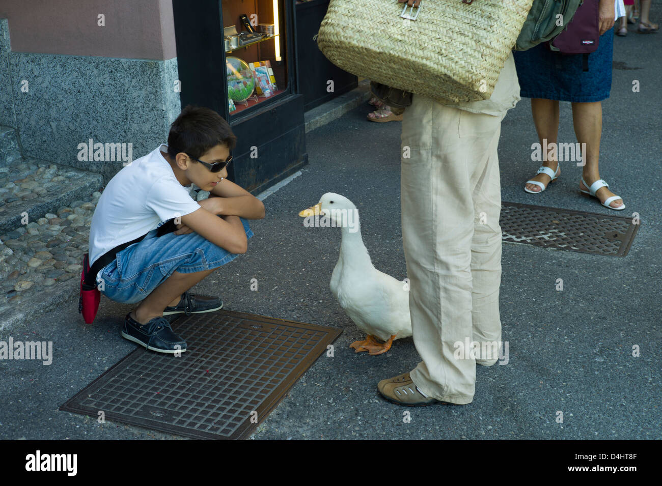 Bellagio, lacs italiens, Italie du Nord, juillet 2010. Animal Canard blanc attire l'attention de la ville de Bellagio, les lacs italiens,Italie. Banque D'Images