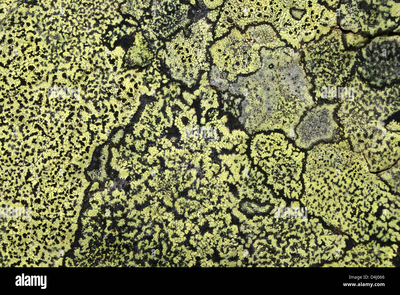 Site lichen Rhizocarpon geographicum Banque D'Images