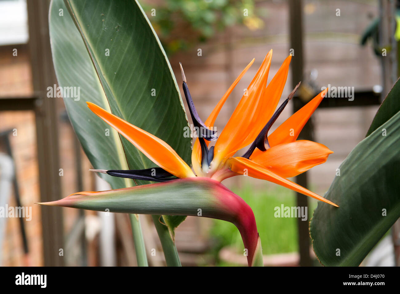 Oiseau du Paradis Strelitzia usine Worcestershire Worcester Angleterre UK Banque D'Images