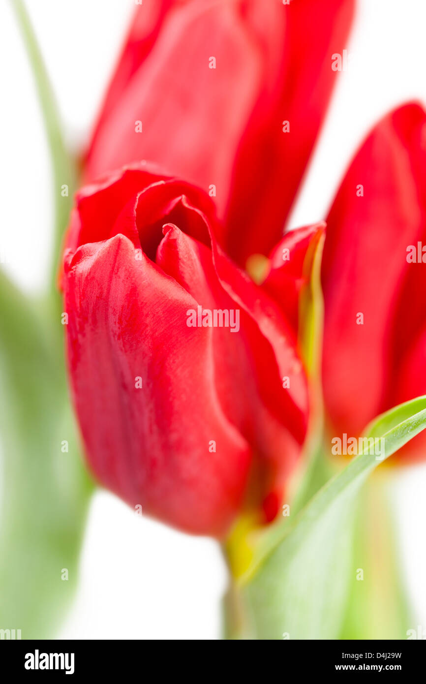 Gros plan plein cadre rouge tulipes Banque D'Images