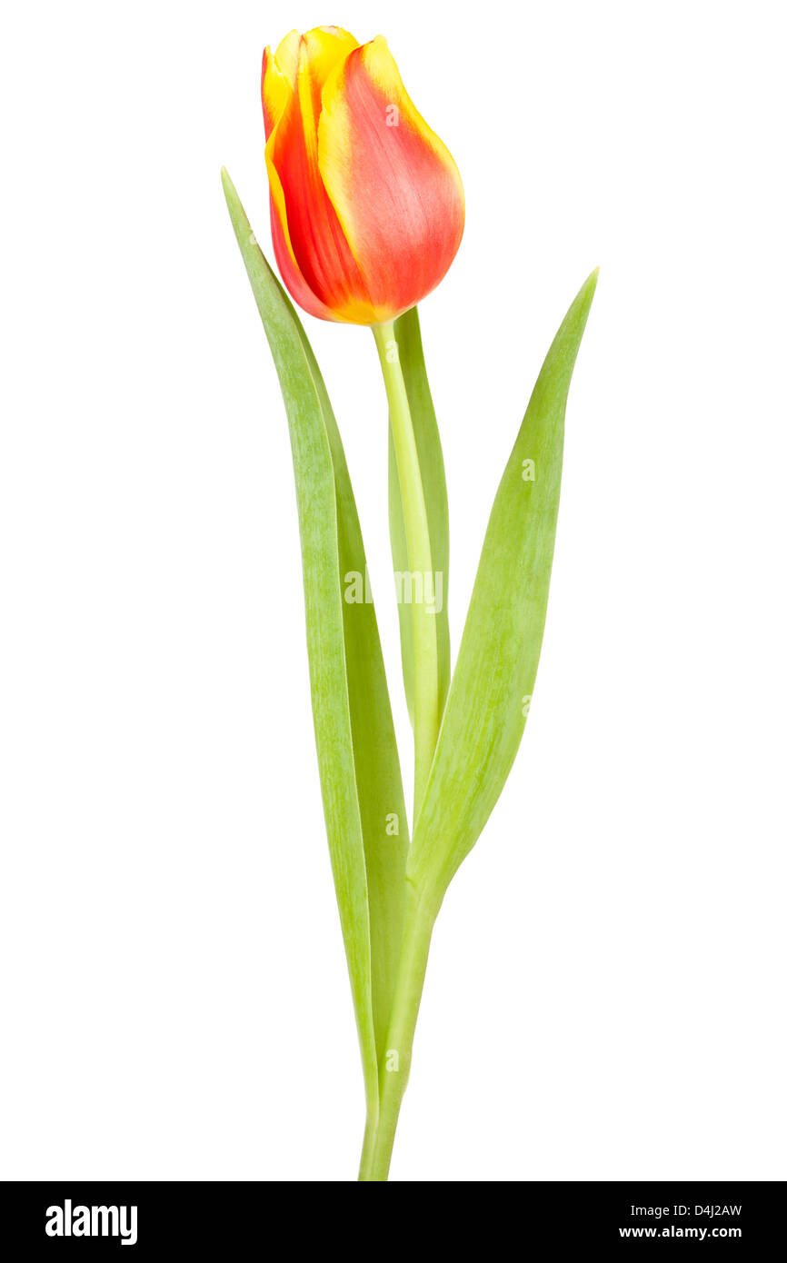 Seul tulipes sur fond blanc Banque D'Images