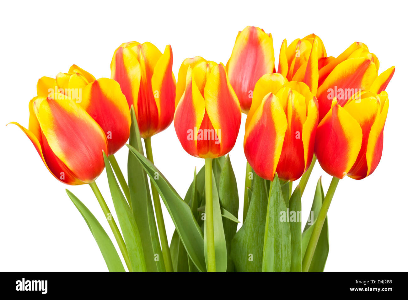 Bouquet de tulipes sur fond blanc Banque D'Images