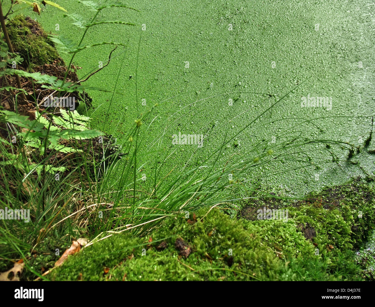 Détail de bord d'une petite végétation verte tarn, vu de dessus Banque D'Images